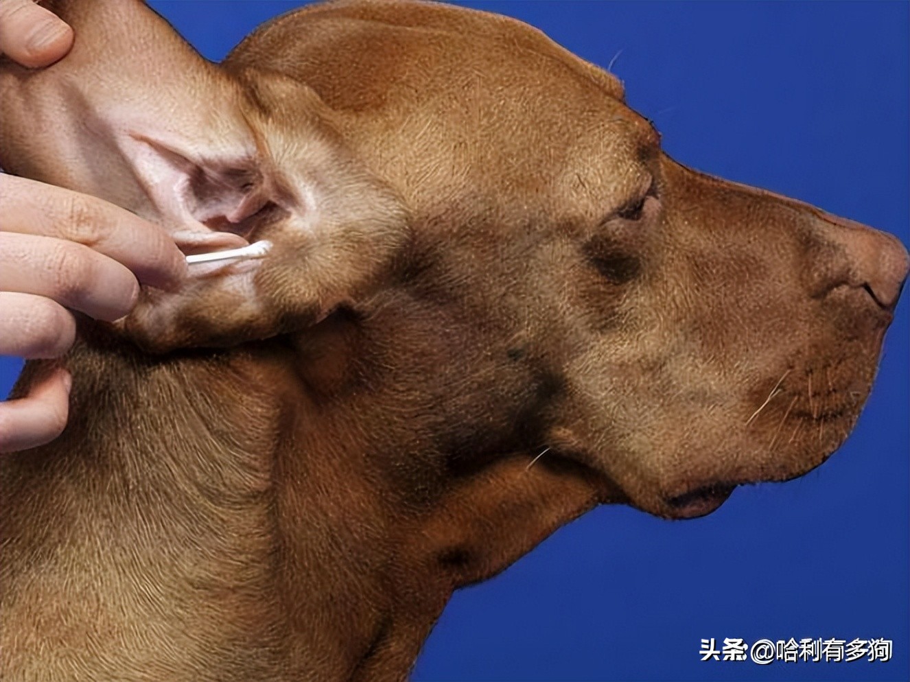 小狗耳朵里有褐色分泌物,小狗耳朵里黑色的东西怎么办