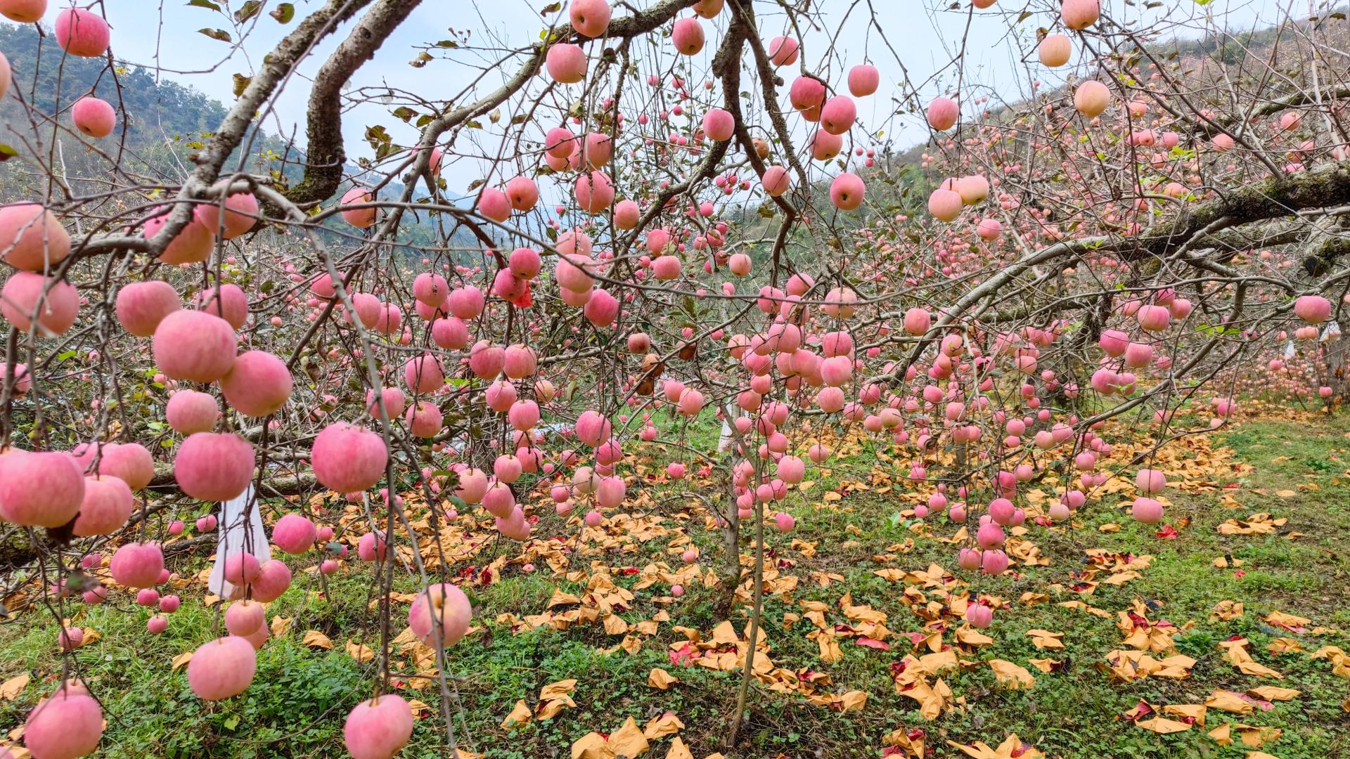 小院安装4个监控摄像头,自己家院子监控摄像头