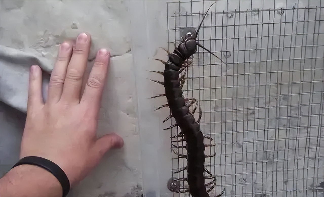 历史上最大的蜈蚣有多大,世界上蜈蚣最大有多少只脚