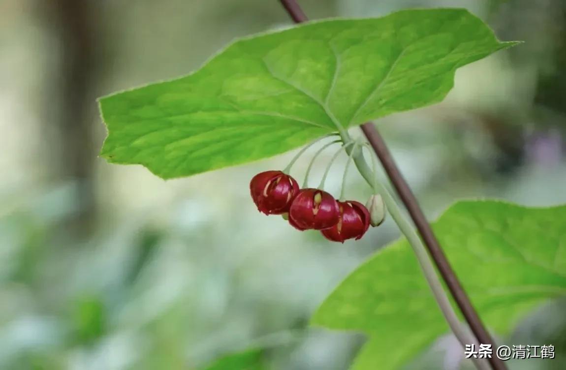 人称“江边一碗水”，荒野3月开紫花，细读栽培“5措施”秒懂种植