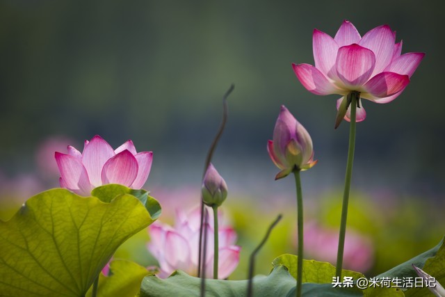 80后鼻咽癌,80后癌症患者自述