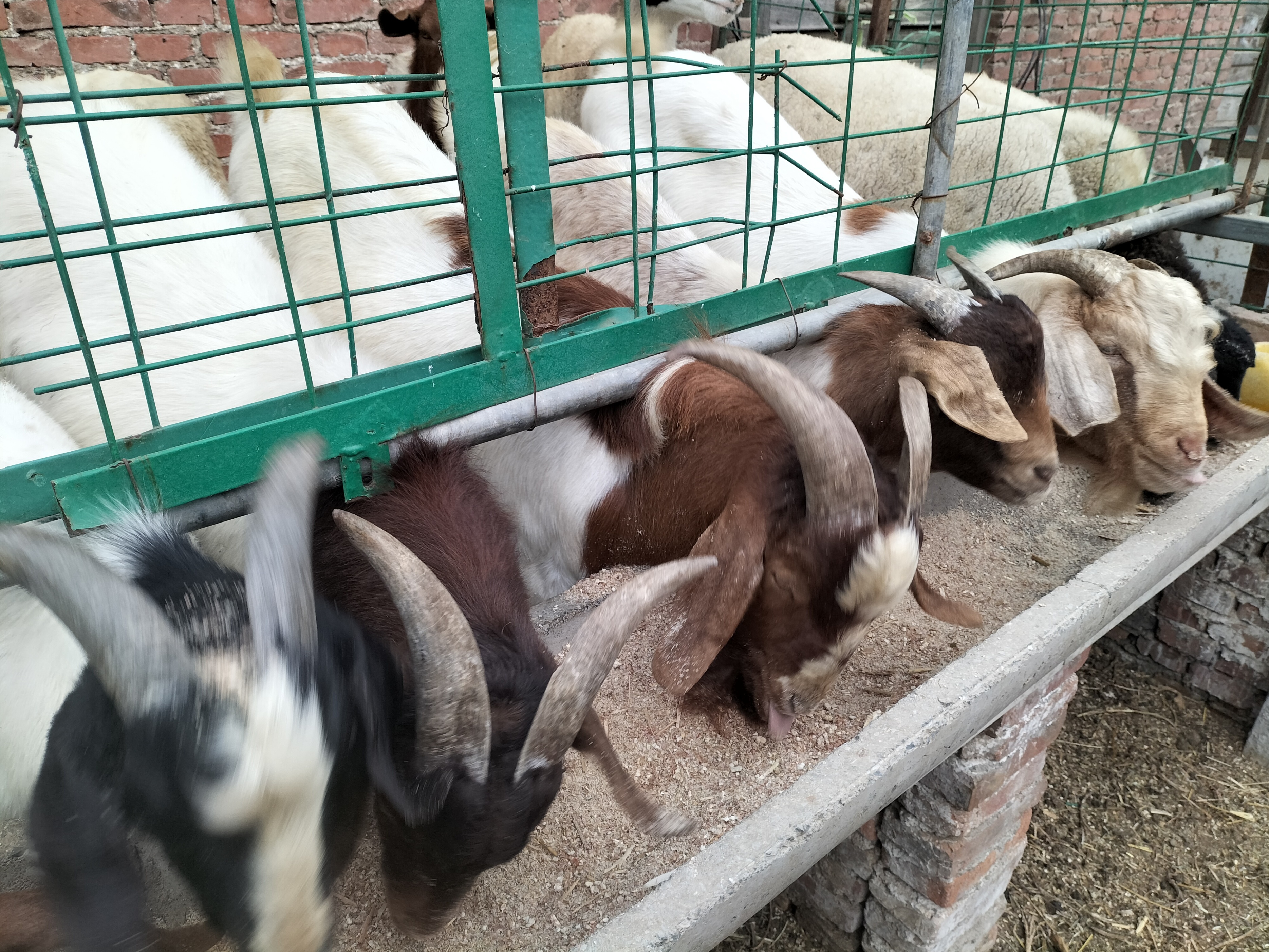 回农村创业适合养殖什么不愁销路,在农村做什么养殖生意比较好