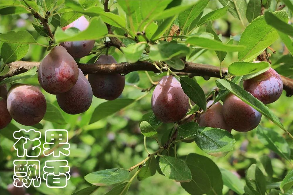 西梅常识,西梅的前期怎么管理