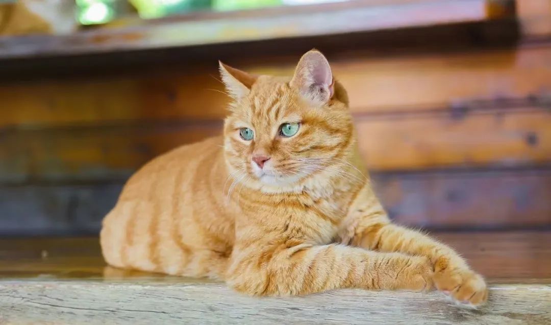 观复猫说过年抽奖,观复猫过年说