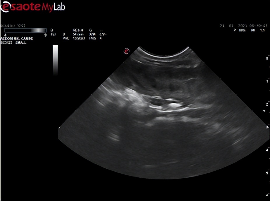 猫咪内膜炎症状,猫咪内膜炎