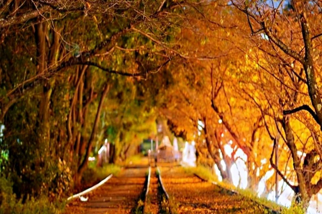 少数民族预科班算高分吗,高考少数民族预科班录取规则