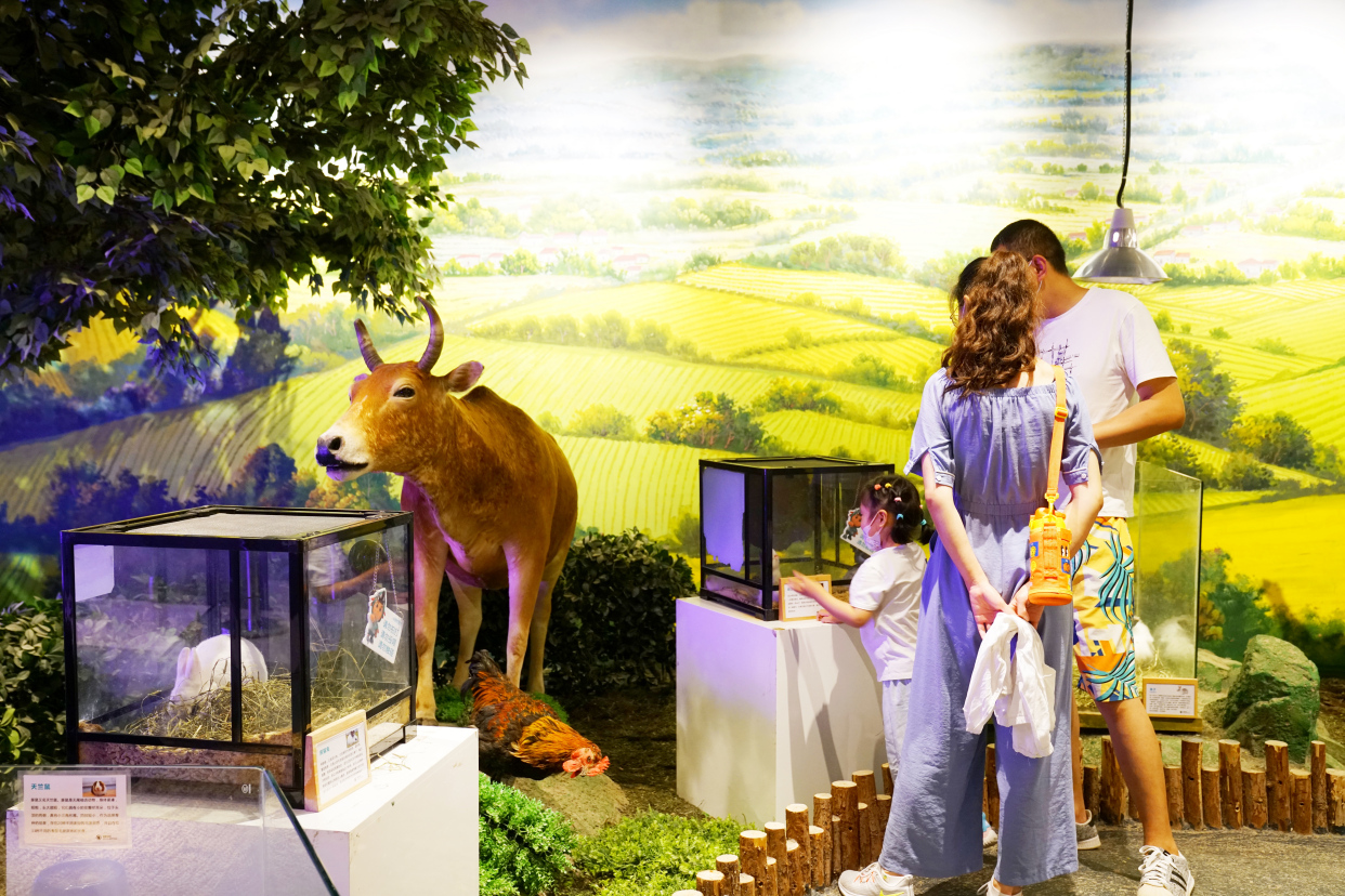 青岛夏日旅行,青岛之旅享受夏日与海风