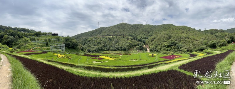 昆明市团结乡核桃箐彩色稻田,团结乡黑核箐彩色稻田