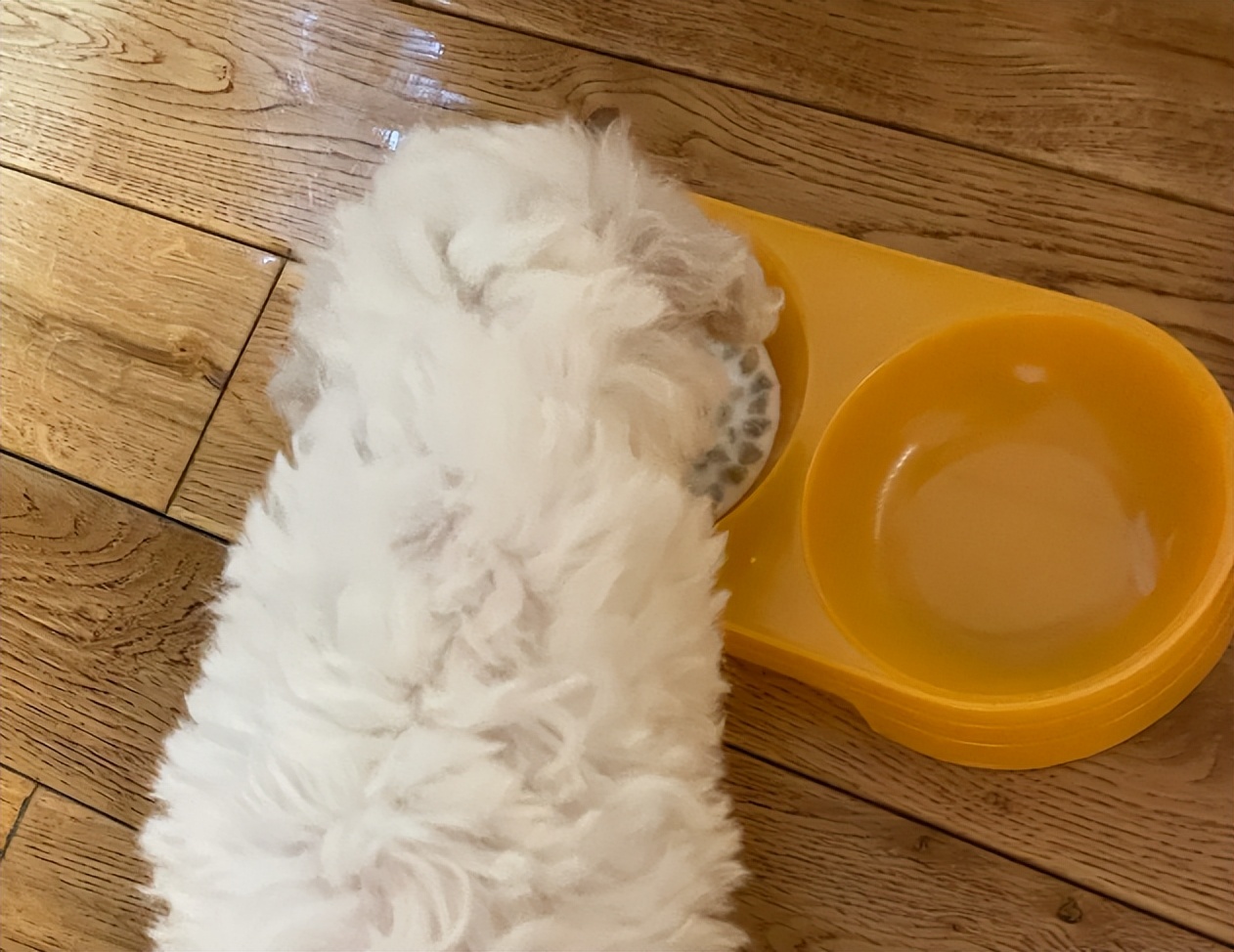 比熊多大的时候可以不关笼子养,怎样养小比熊新手教程