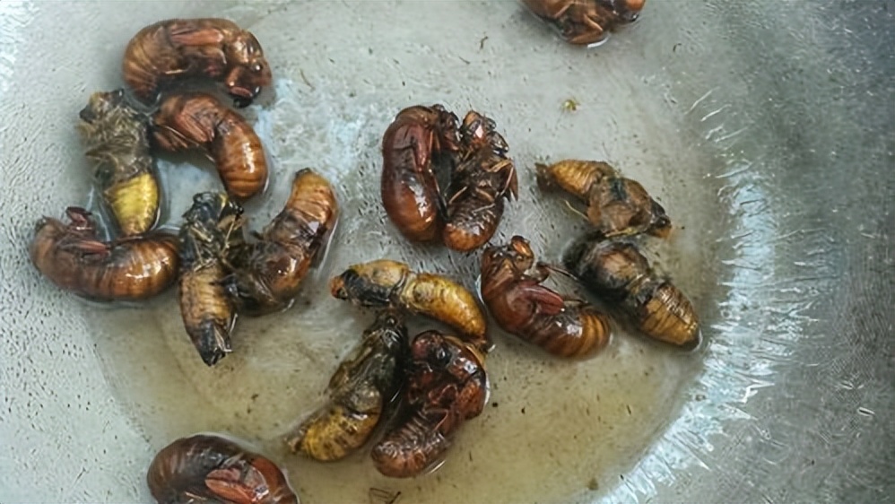 吃知了猴会上火吗好处与坏处,经常吃知了猴对身体有害吗