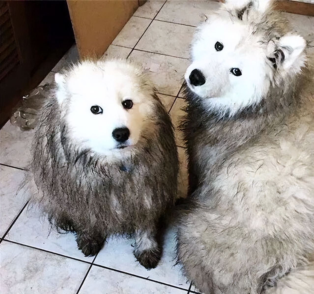 萨摩耶犬和哈士奇犬哪个狗狗更好,萨摩耶犬和哈士奇哪个比较好养