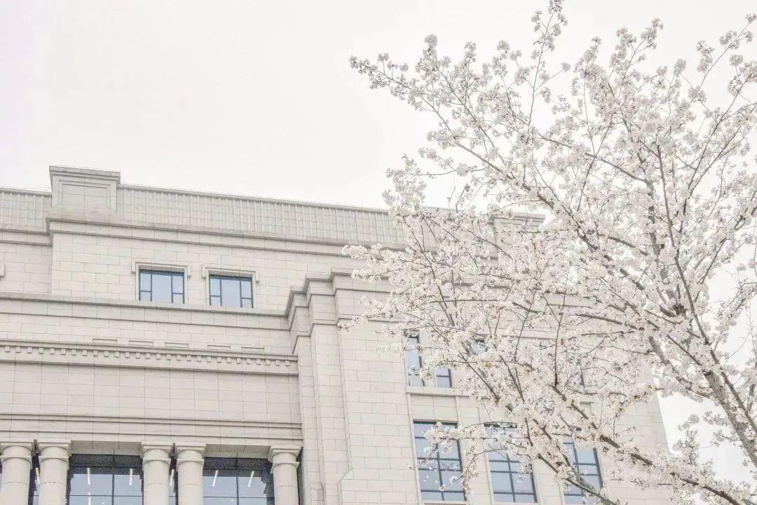 雨樱也浪漫！浙工大美美美！