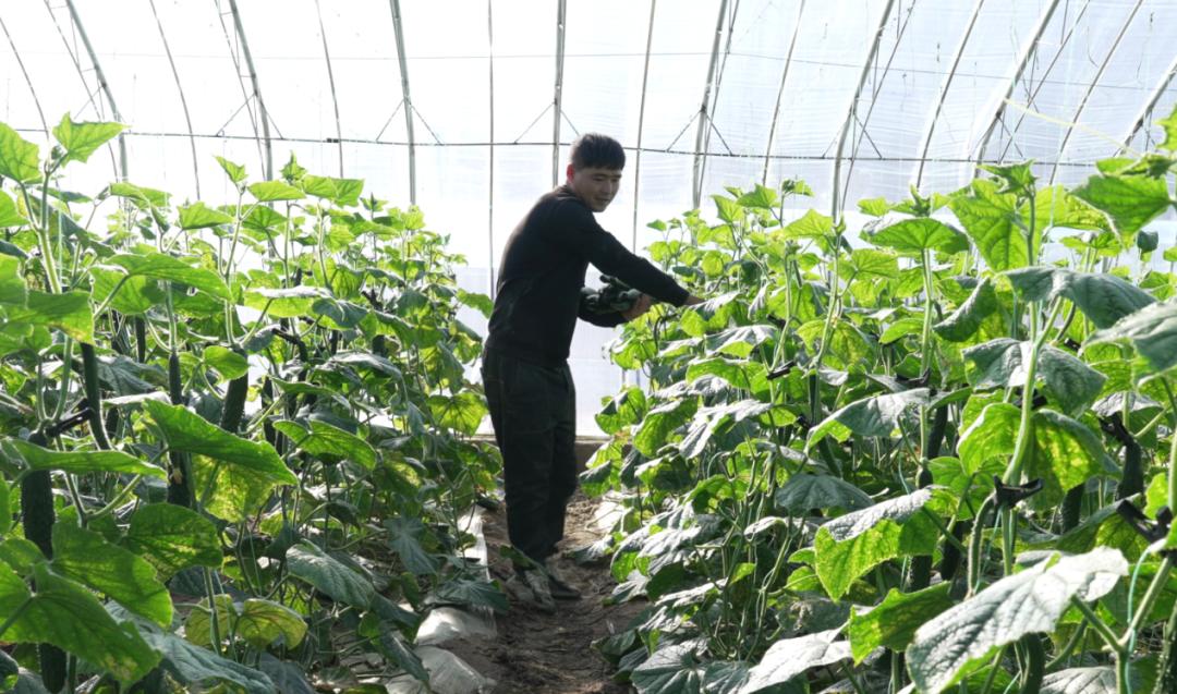 北方冬天，餐桌上的蔬菜水果与这些气象人有关！