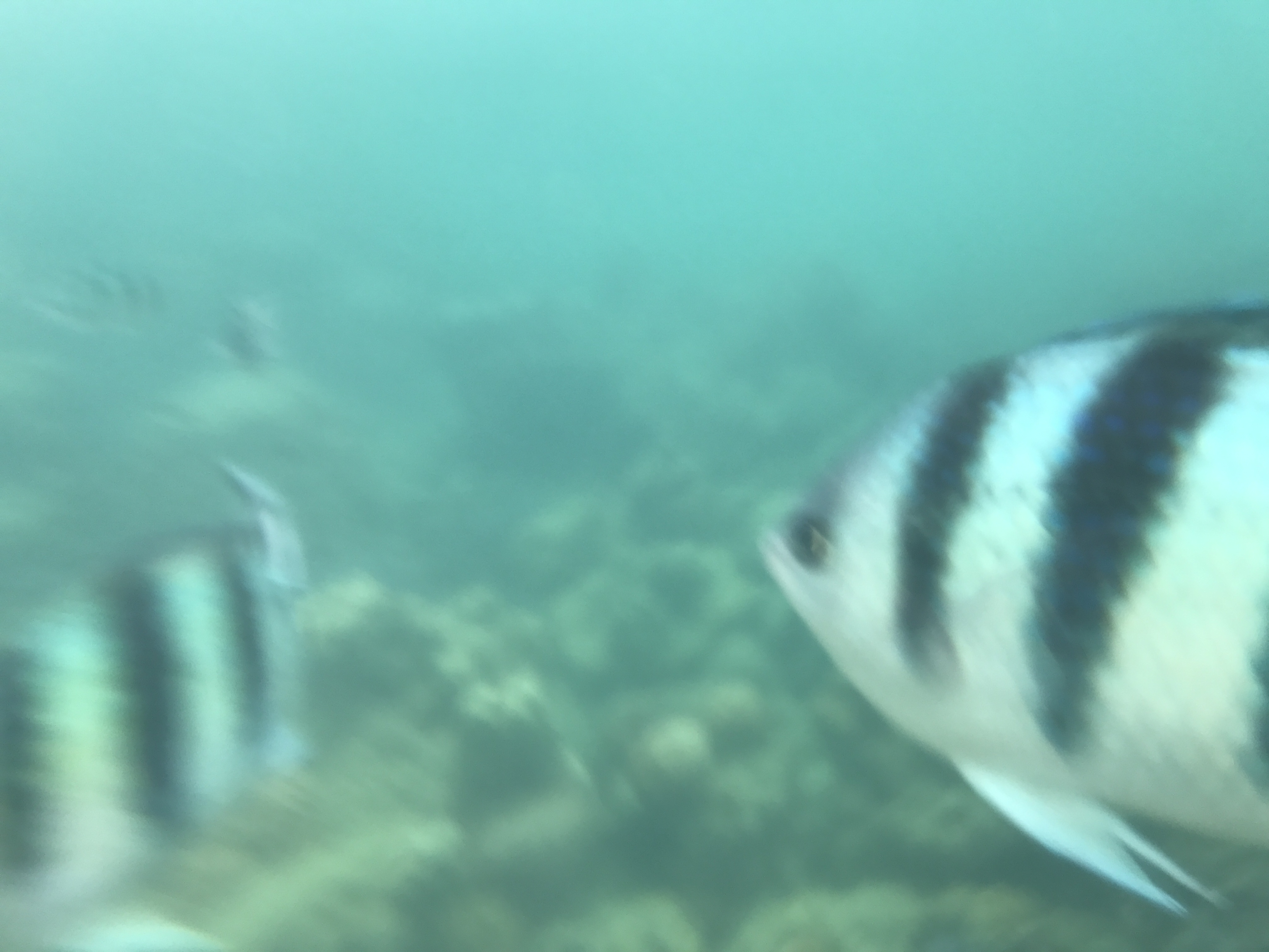 泰国旅游攻略海岛浮潜,泰国象岛跟团游