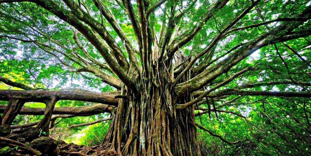 菩提树风景视频,菩提树唯美视频