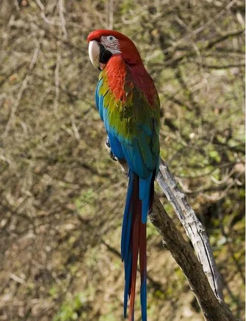 图片欣赏-金刚鹦鹉