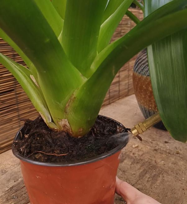 鸿运当头红心烂了怎么处理,鸿运当头出现黄叶是怎么回事