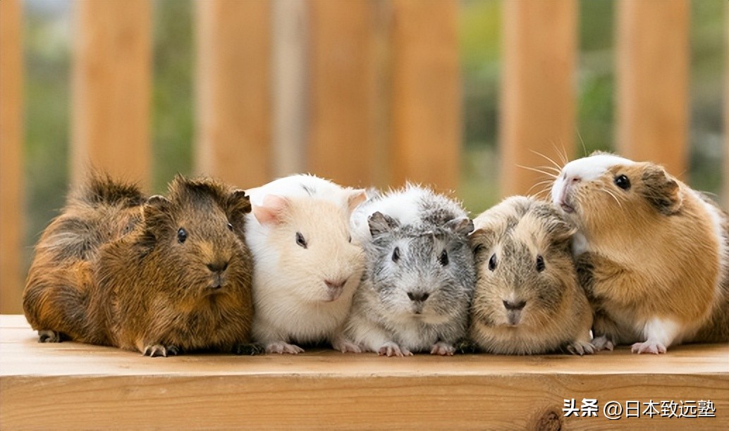 黄金周日本旅游,黄金周游玩攻略