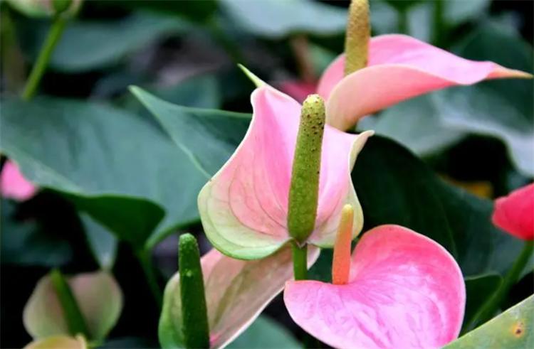 粉掌花变黑是怎么了,粉掌的叶子变绿是什么原因