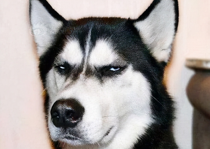 哈士奇不听话怎么训练视频,怎么训练淘气的哈士奇