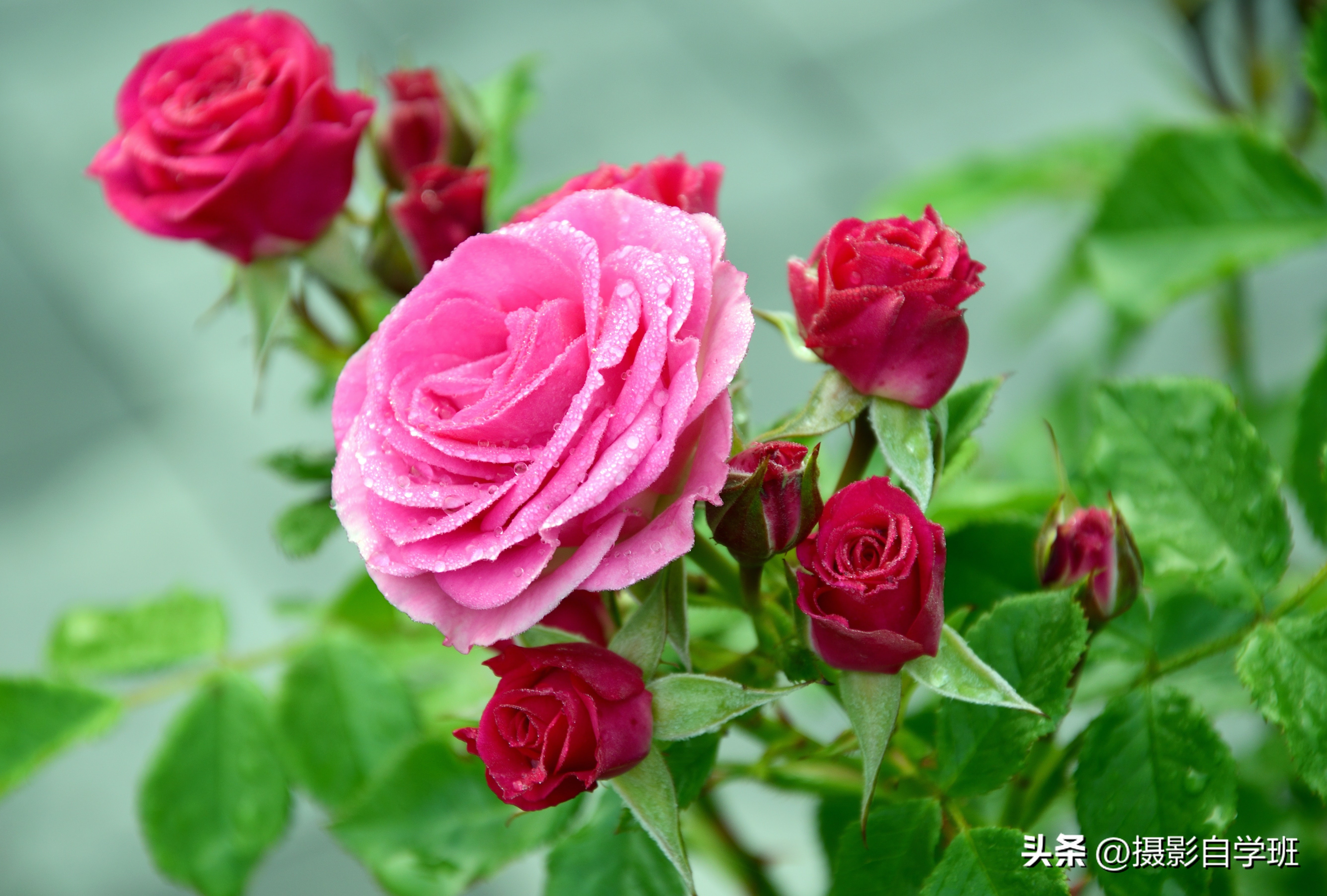 6月份月季什么情况打花苞,6月份的月季花