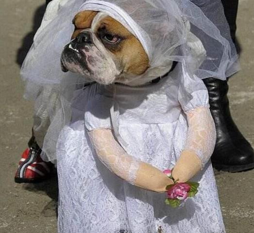 英国斗牛犬不爱动怎么办,斗牛犬吃狗粮怎么老掉东西