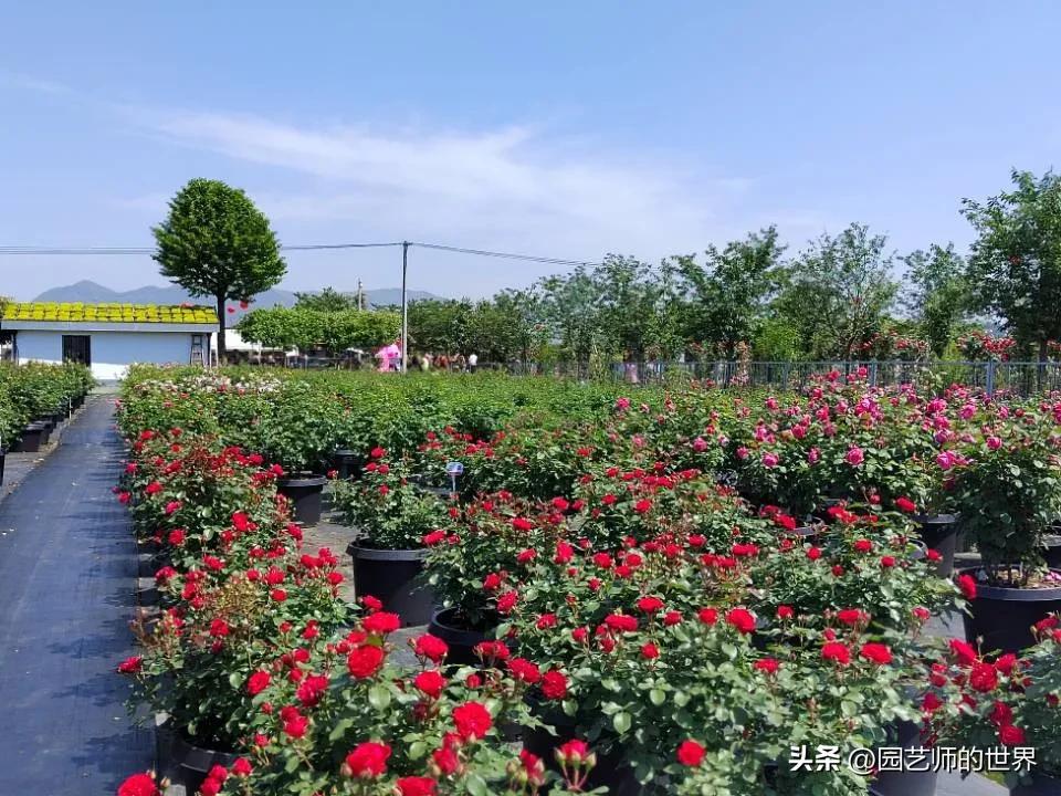 椋熺敤鑺卞崏鐑归オ鎸囧崡,椋熺敤鑺卞崏鍚嶅崟澶у叏