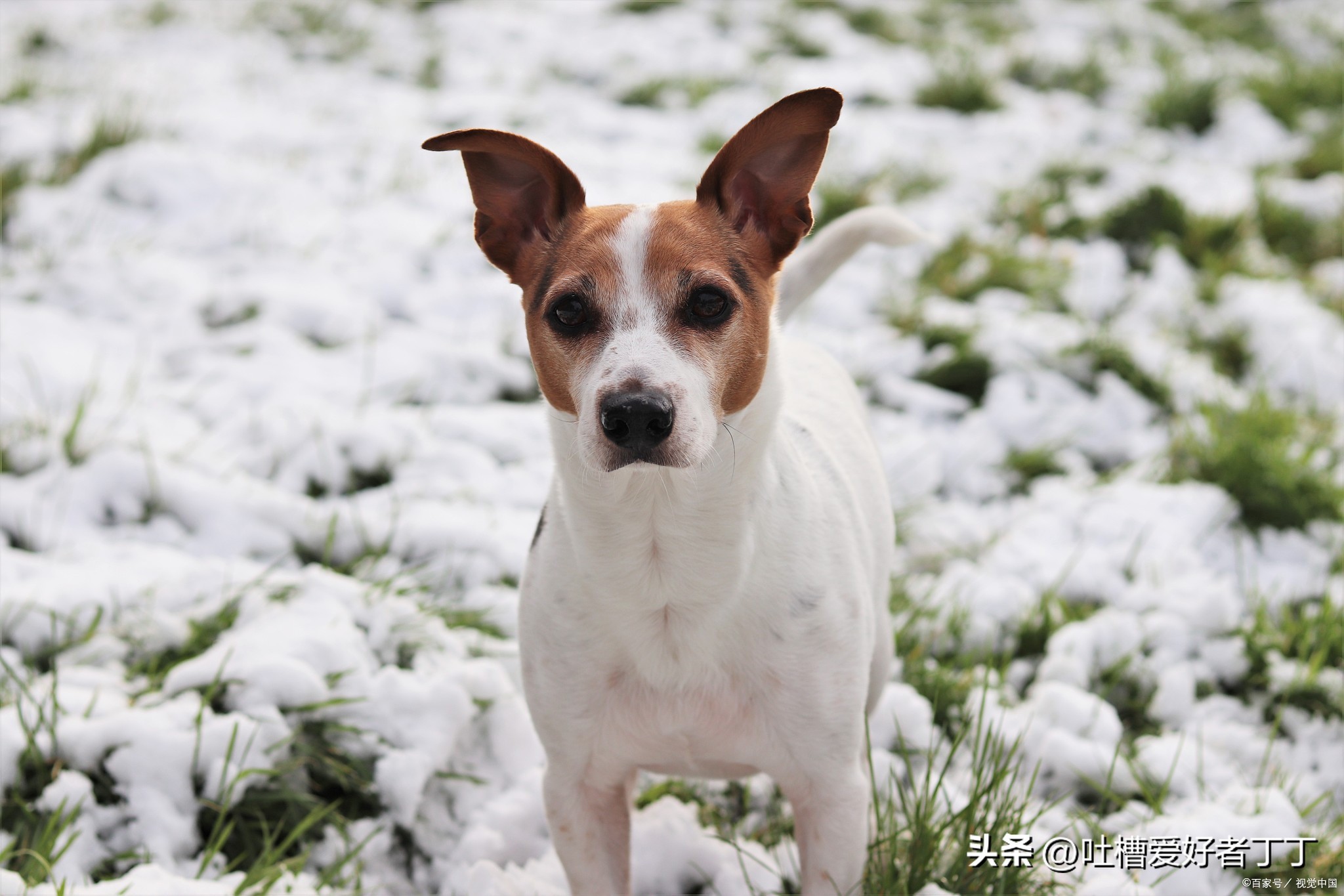 狗狗突然抽搐大小便失禁哀嚎,狗狗突然大叫抽搐怎么急救