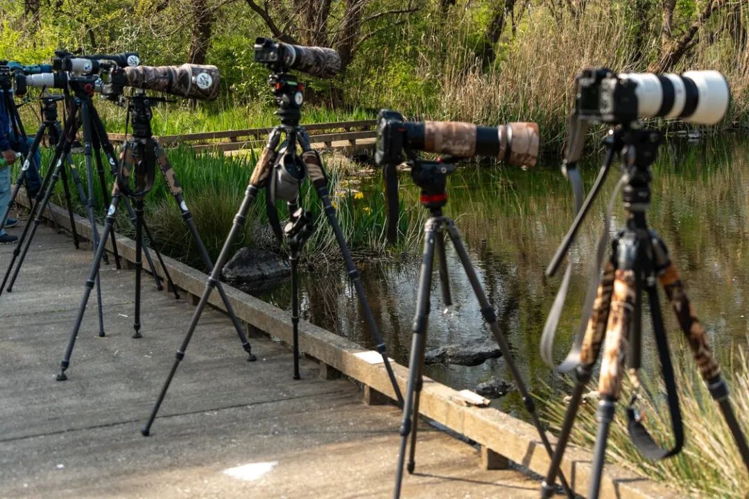 拍的鸟不够清晰怎么办,佳能拍鸟器材最佳配置