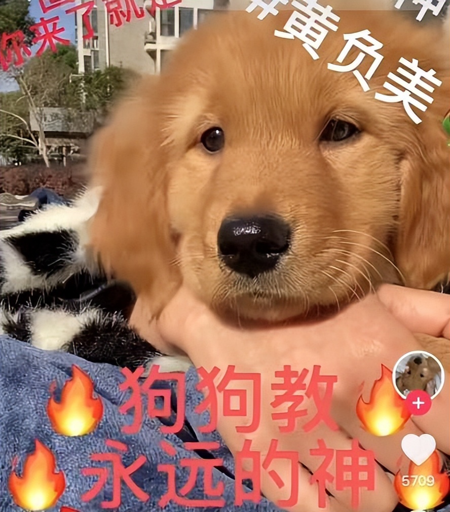 每个铲屎官都应该知道的小妙招,教各位铲屎官一个生活小妙招