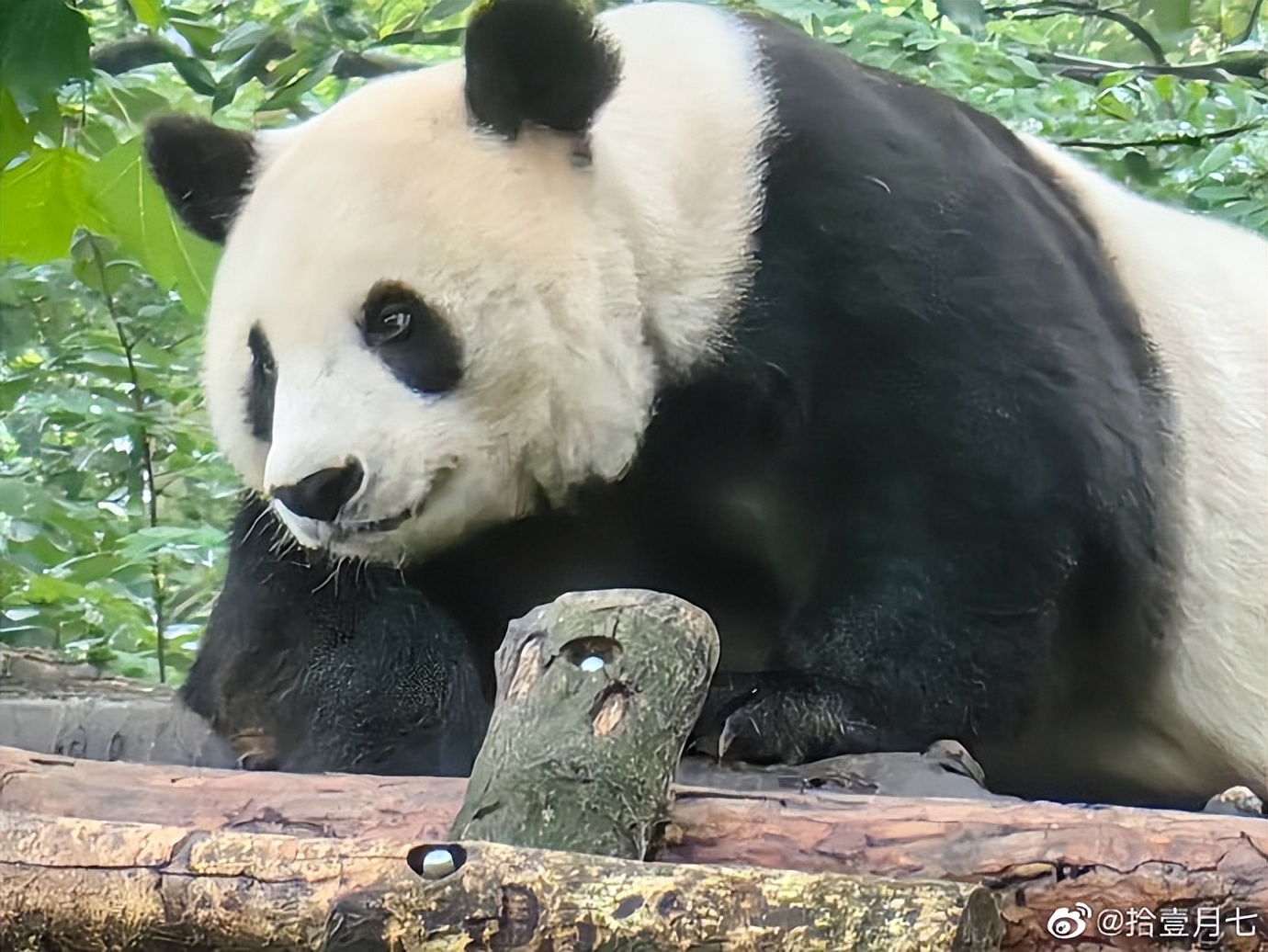 不高的高高和他不白的老婆白云——91年出生的童颜女神大熊猫白云