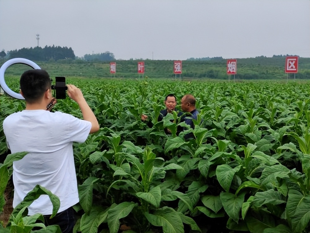 辛巴辛有志践行社会公益，衡阳烟区8万亩黄金叶助农增收3.9亿元