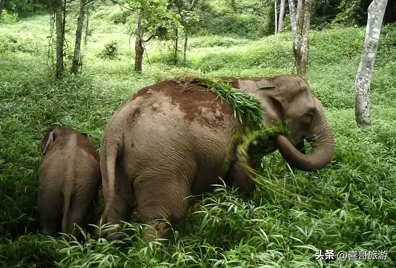 西双版纳有哪些景点自驾游,地铁二乔路站附近有什么景点