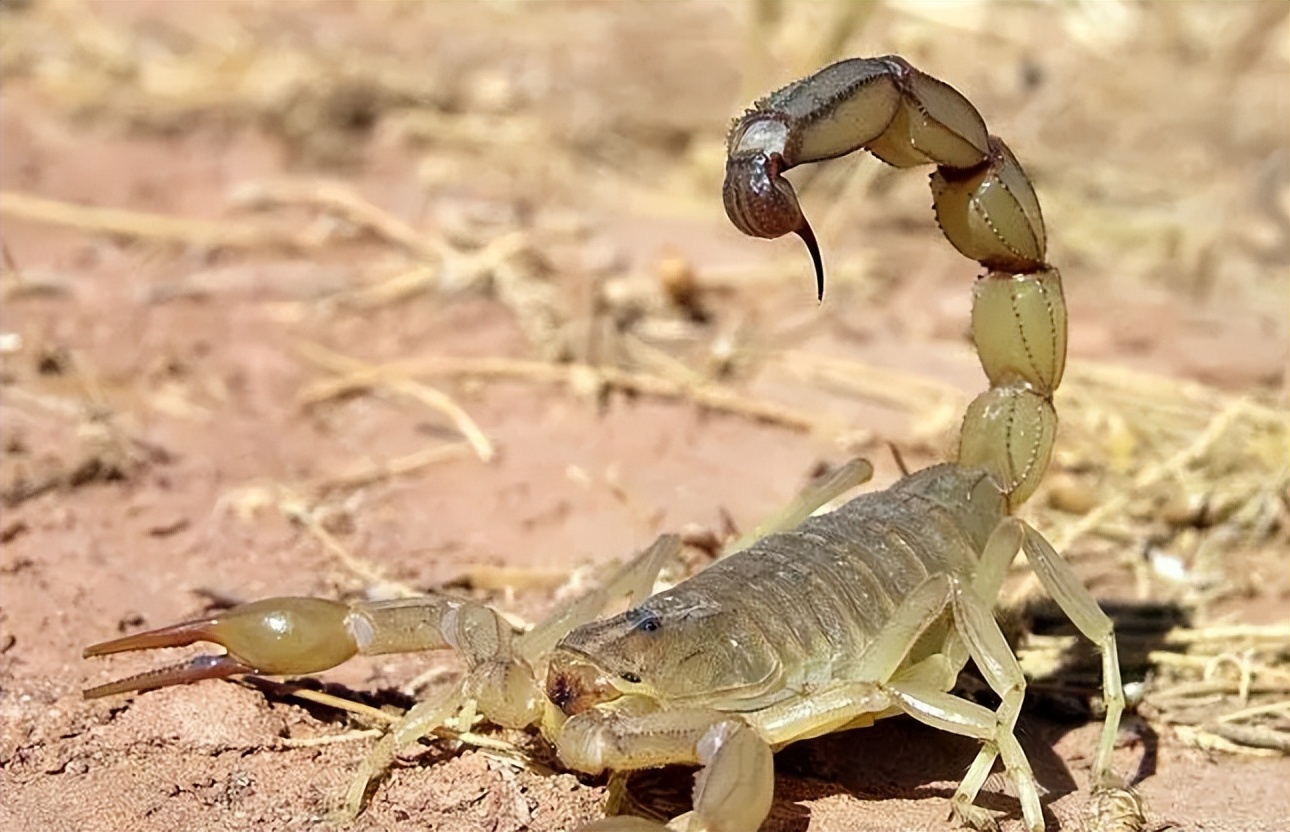 蝎子养殖的前期工作是什么,蝎子繁殖期怎么管理