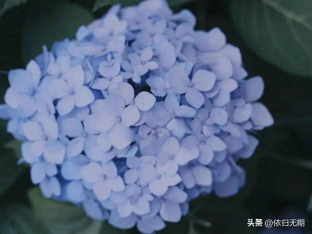 绣球花拍照技巧大全,绣球花图片怎么拍出高级感