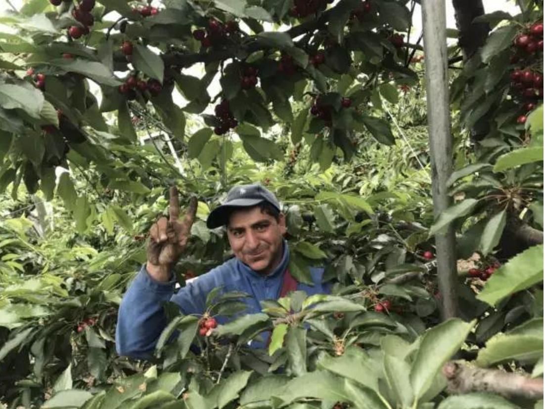 从智利进的车厘子,智利车厘子一般几月份成熟