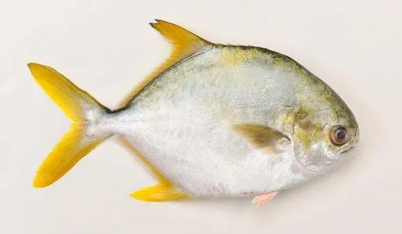 海鲜鱼类排行榜前十名,最便宜的20种海鲜是什么鱼类