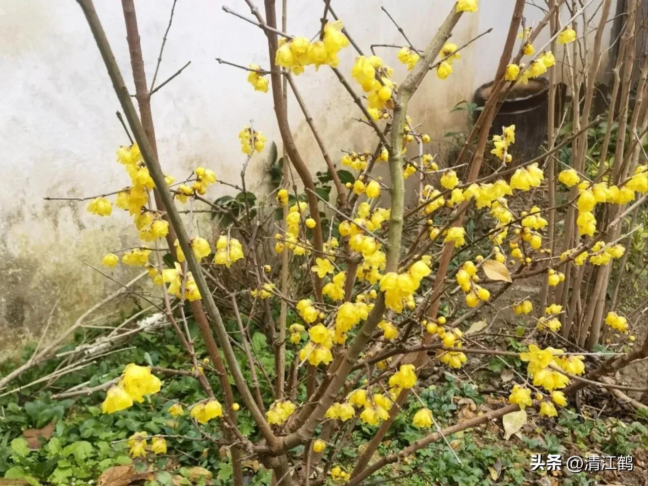 腊梅病虫害图片,腊梅病害