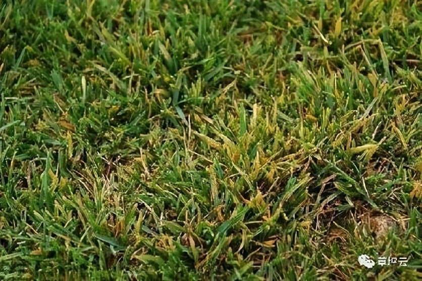 12月份园林绿化养护工作重点,元月份园林养护重点工作