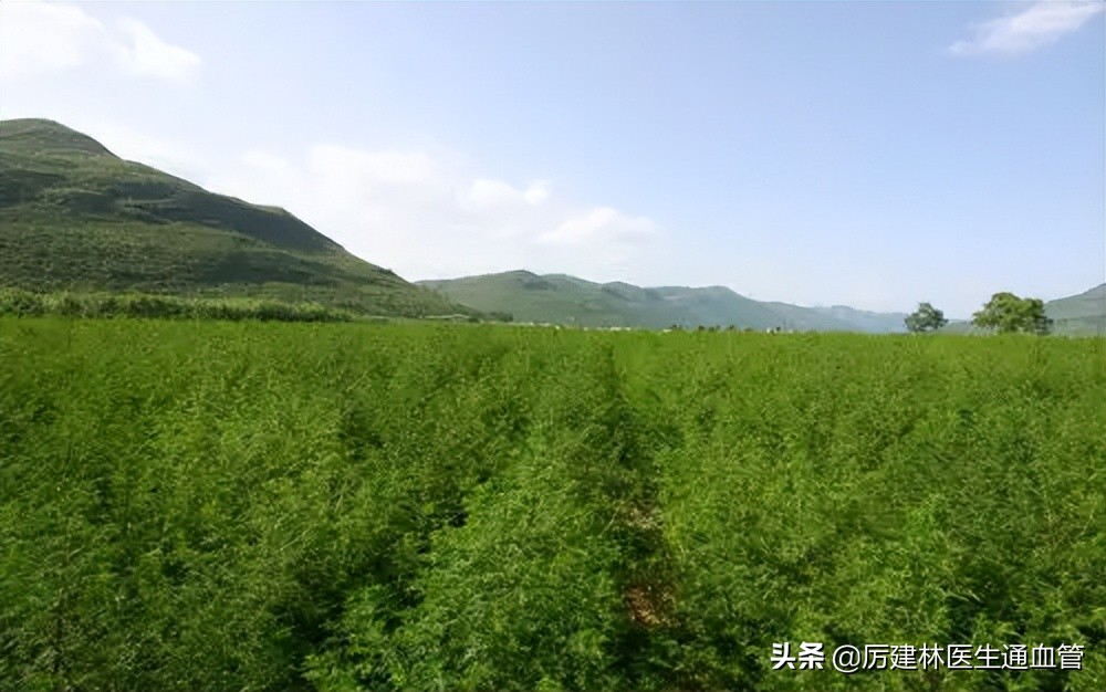 宝塔糖除了除虫还可以干嘛,宝塔糖除虫的药七十年代