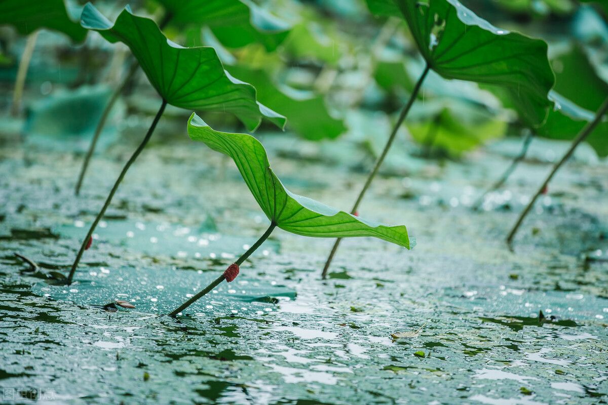 十二首非著名“雨”诗，人间的精灵，有多少浪漫和诗意，尽在其中