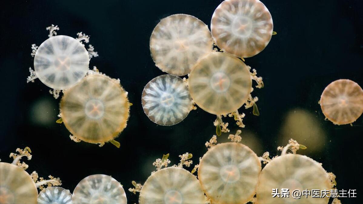 子宫内膜息肉中药调理能调好吗,多发性子宫内膜息肉中医治疗