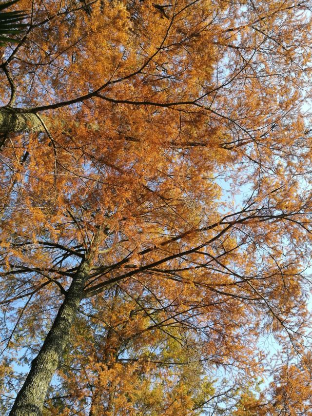 杭州周边赏秋好去处,杭州赏秋最佳攻略