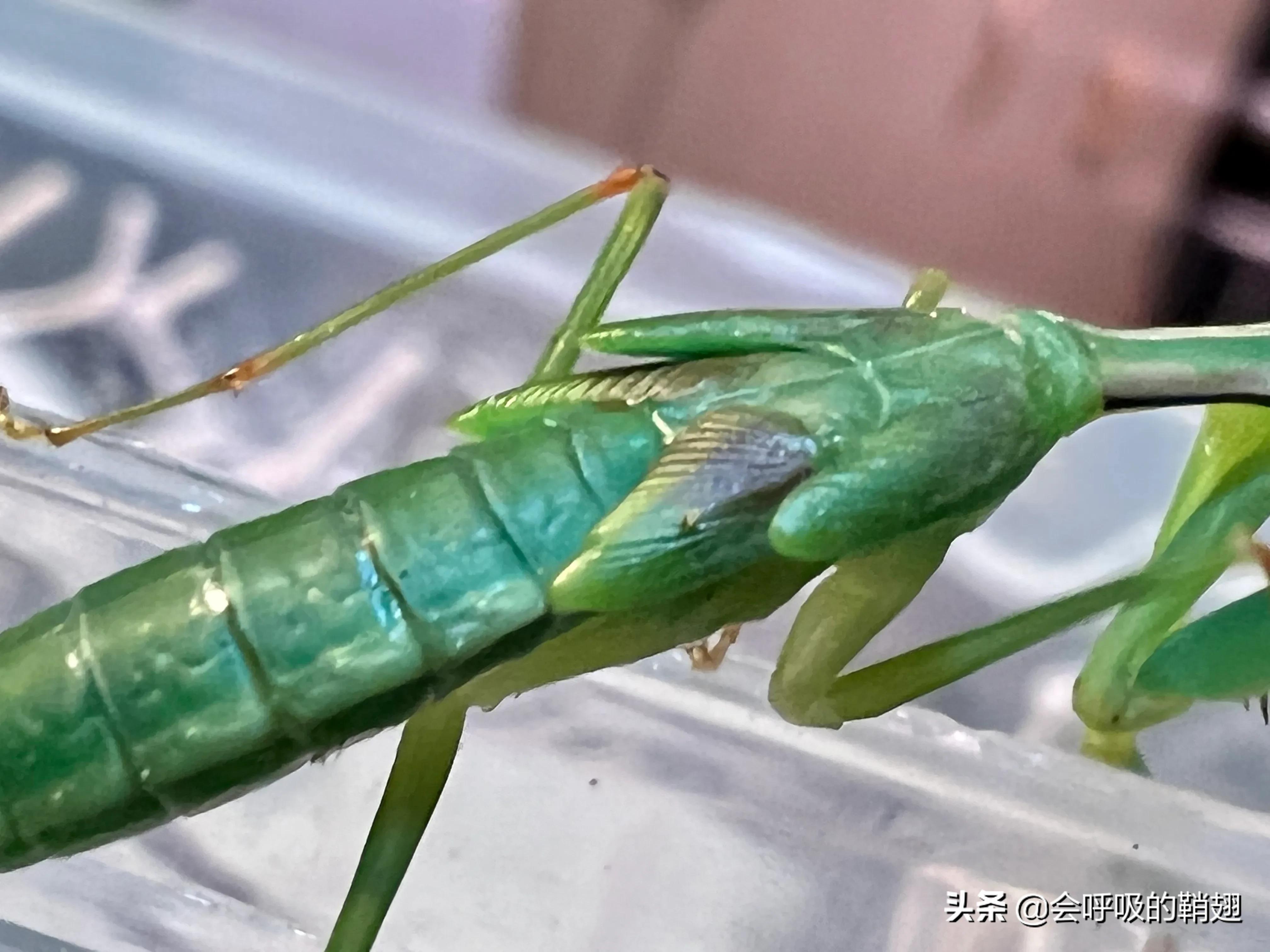 螳螂养殖报告,螳螂饲养观察记录表