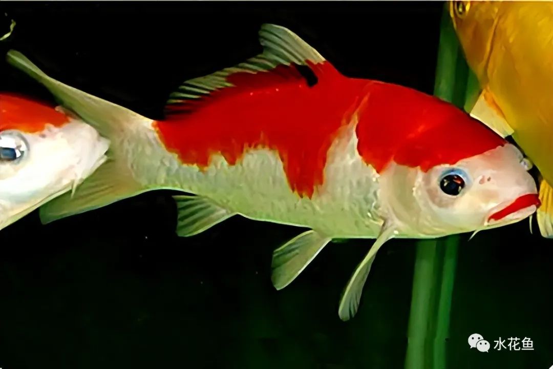 锦鲤的种类和图片大全,常见的十种锦鲤品种图片