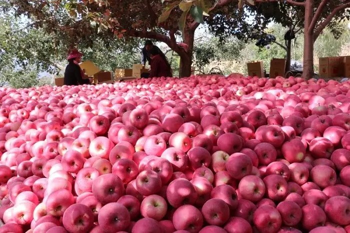 全国哪里苹果最好吃最便宜,哪里产的苹果最好吃最脆甜