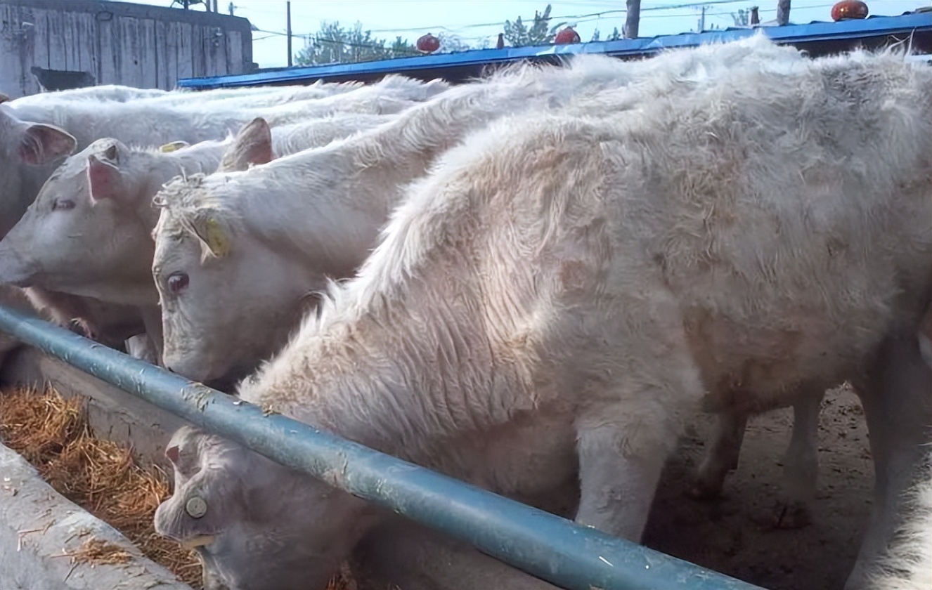 冬季牛“百叶干”频发,养牛户应如何进行防治?