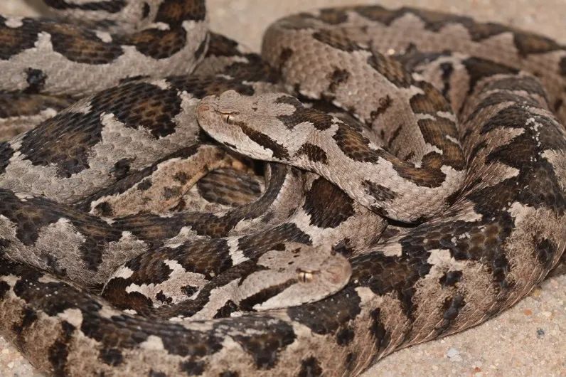 「原来欧洲有这么多种蛇？！」偷师卡塞尔的豢龙大师·下