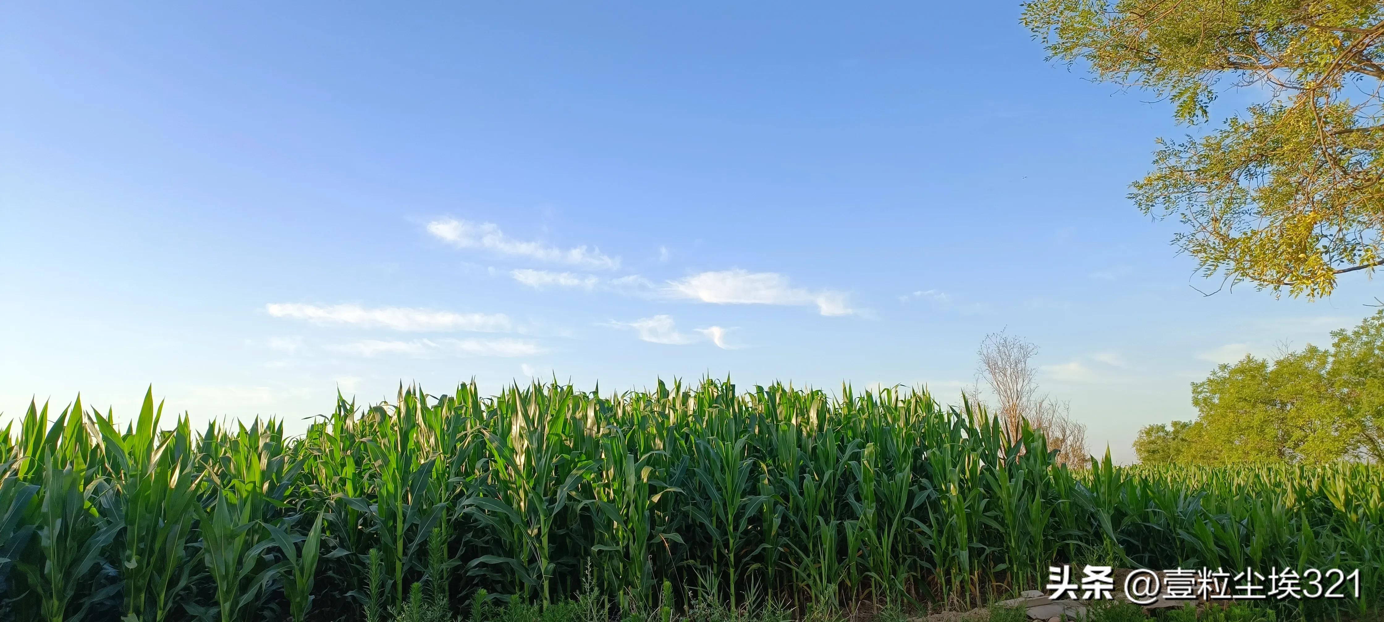 工作中遇到小人怎么办,工作当中遇到心机小人如何应对