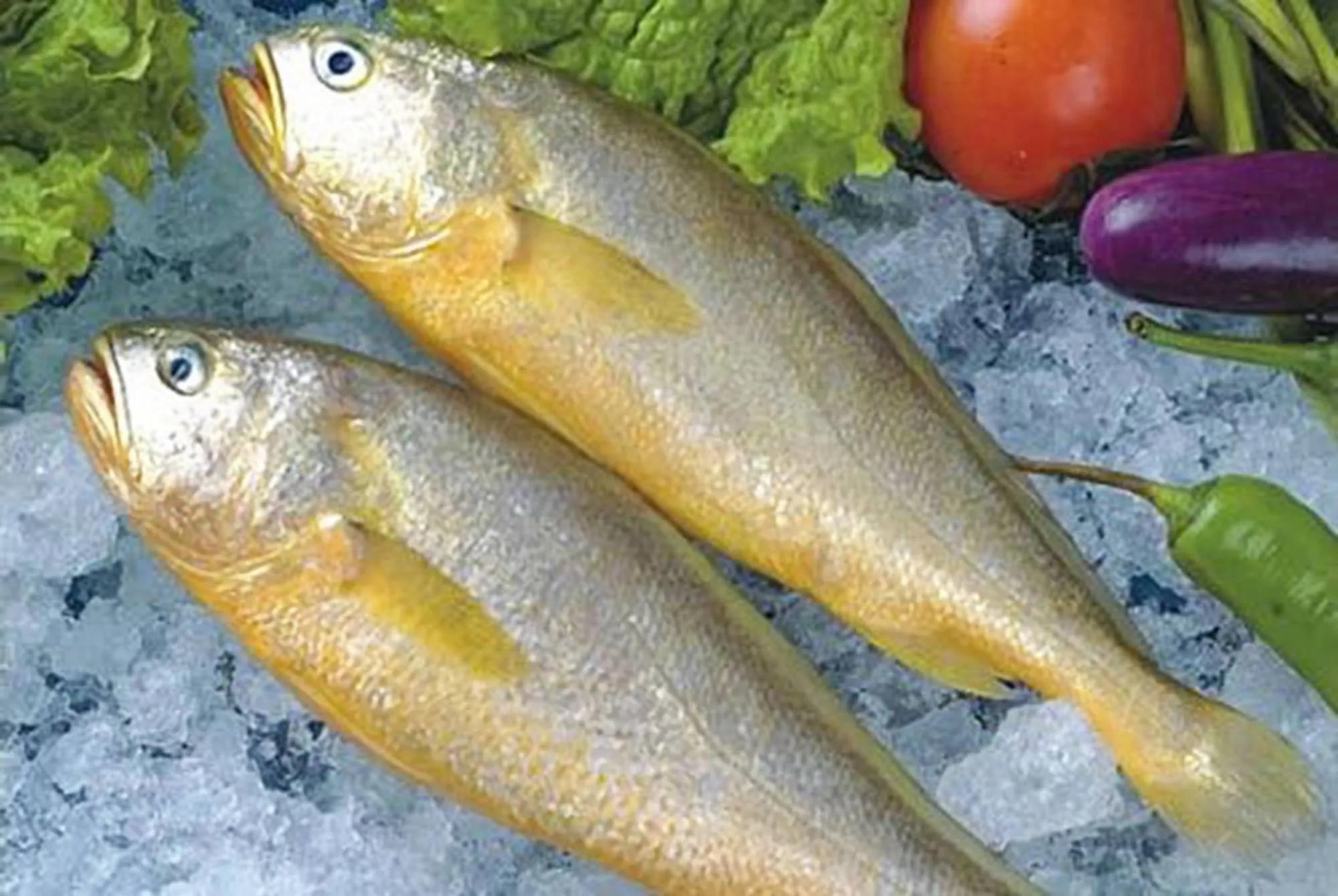 100种常见海鱼大全,常吃的海鱼图片及介绍